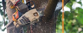 Best Commercial Tree Services  in Cramerton, NC