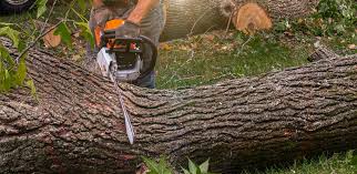 Best Tree Removal  in Cramerton, NC