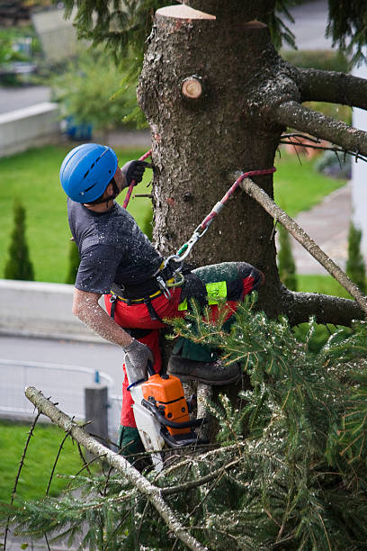 Best Fruit Tree Pruning  in Cramerton, NC