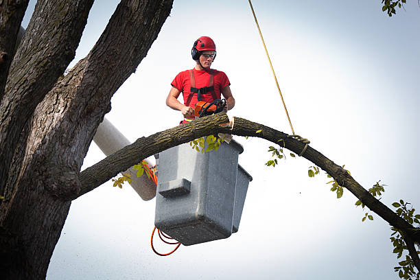 Best Tree Planting  in Cramerton, NC